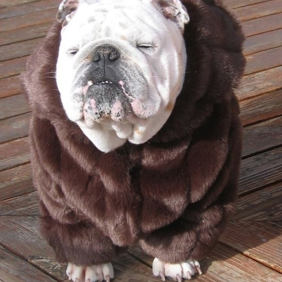 nfs Jackets & Blazers - fabulous fur nfs Jackets & Blazers - fabulous fur